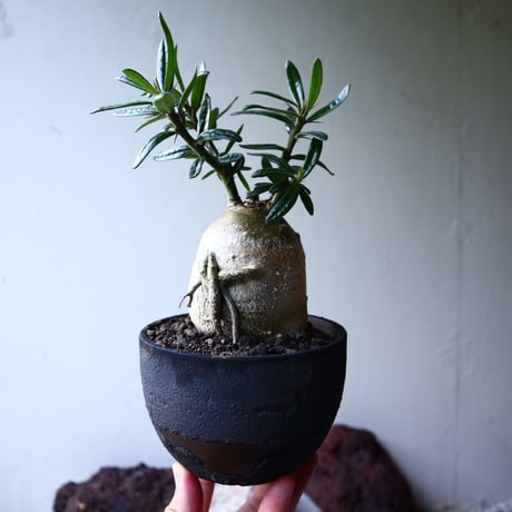 パキポディウム  サキュレンタム    Pachypodium Succulentum  no.004