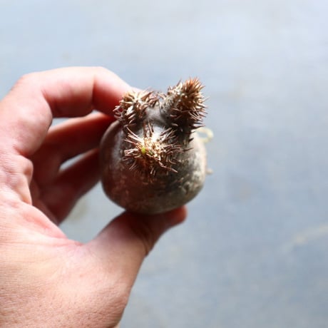 パキポディウム グラキリス 抜苗  Pachypodium rosulatum var. gracilius no.92908