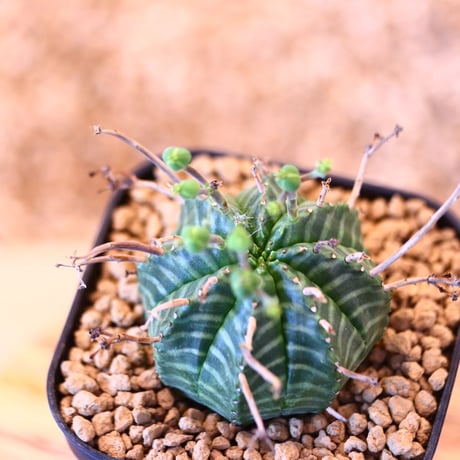 ユーフォルビア  バリダ / Euphorbia valida    no.62528