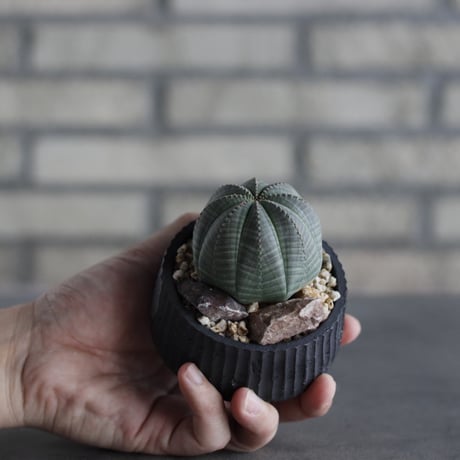Euphorbia obesa × N/OH (3号)  no.614/4