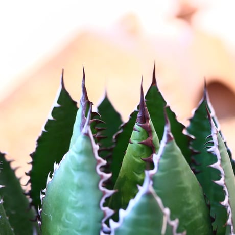 たけろうポット × Agave horrida   no. 72363