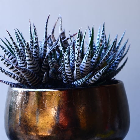 ハオルチア   十二の巻　Haworthia fasciata     no.11918