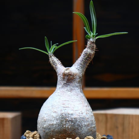 パキポディウム  グラキリス／Pachypodium  gracilius     no.61916