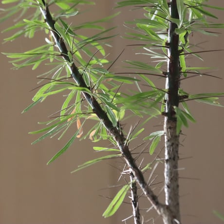 Fouquieria purpusii × Taku Higuchi/PLANETX   no.914-34