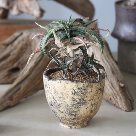 Aloe somaliensis × Kaori Ono / humanity pot   no.63028