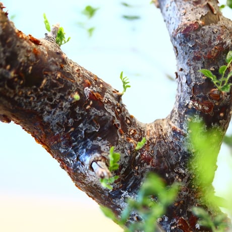 コミフォラ モンストローサ / Commiphora monstrosa   no.62502