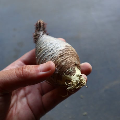 パキポディウム グラキリス 抜苗  Pachypodium rosulatum var. gracilius no.92914