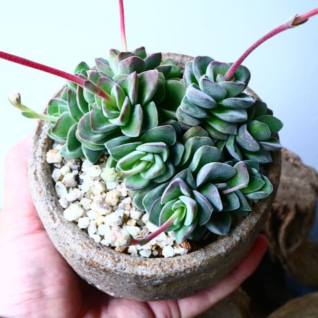クラッスラ   コラリータ   Crassula Coralita   No.054