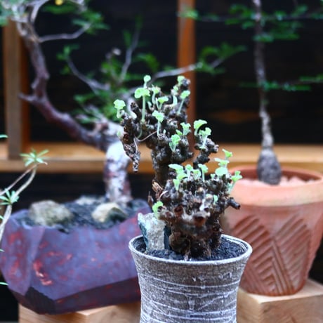 ぺラルゴ二ウム   エキナツム／Pelargonium  lechinatum   no.101020