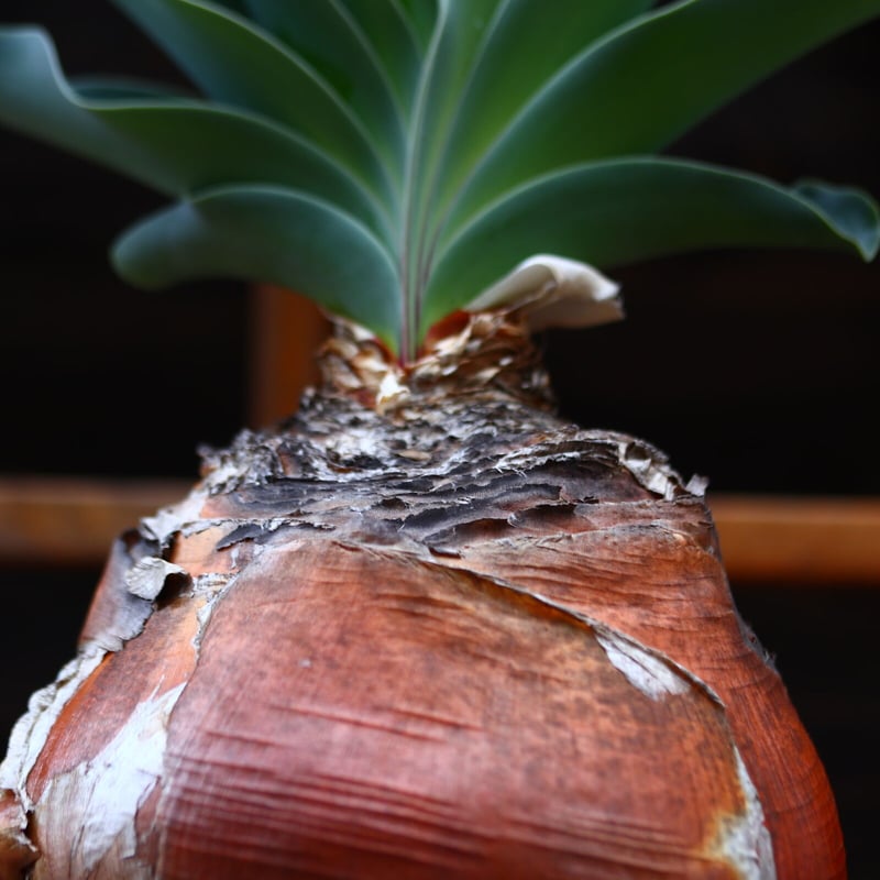 ブーフォン ハエマントイデス／Boophone haemanthoides no.3