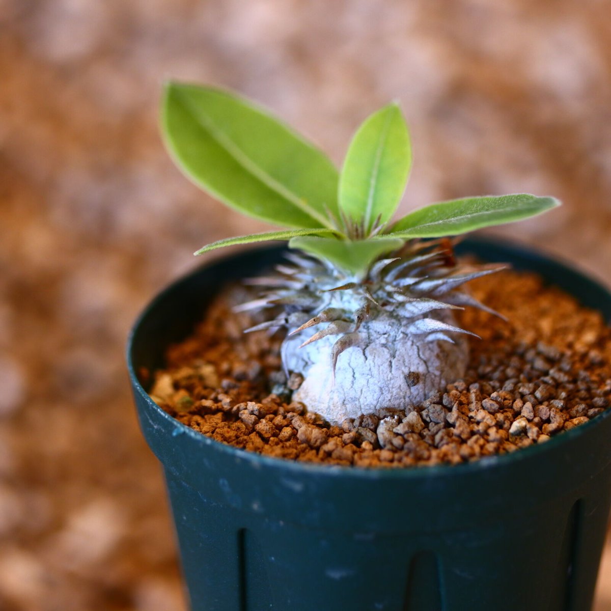 パキポディウム エニグマティクム　発根済み パキポディウム エニグマティクム Pachypodium enigmaticum