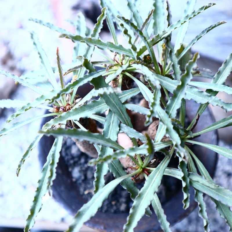 良型　ユーフォルビア　クリスパ ユーフォルビア・クリスパ（Euphorbia crispa）-no240104 - bio