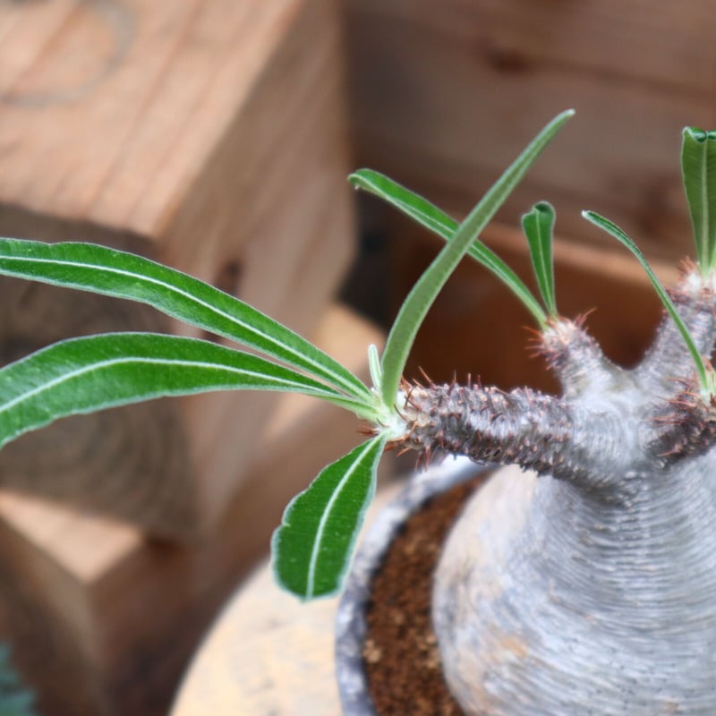 パキポディウム グラキリス／Pachypodium gracilius no.82