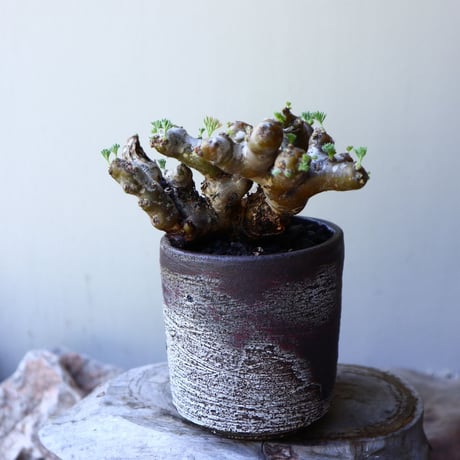 サルコカウロン  ムルチフィズム  Sarcocaulon multifidum  no.60229