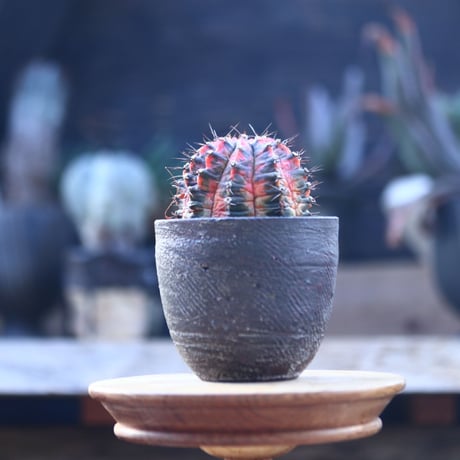 ギムノカリキウム   緋牡丹錦  接木     Gymnocalycium friedrichii f. variegata   no.22819