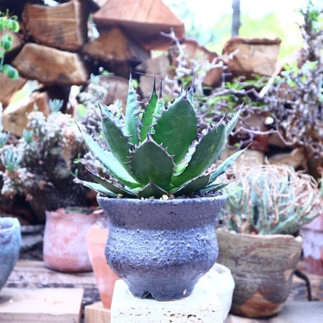 アガベ ホリダ    Agave horrida     no.42512
