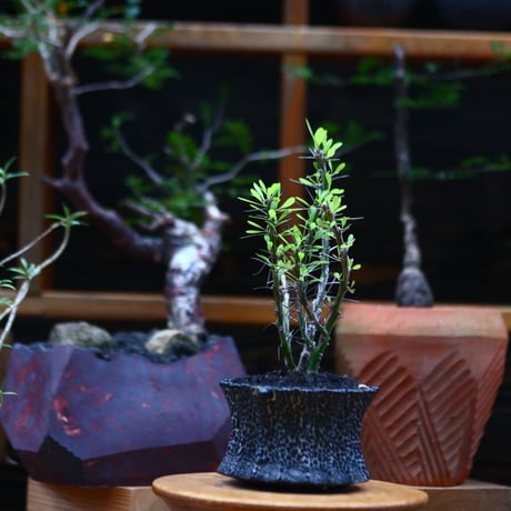フォークイエリア hyb.／ Fouquieria hyb. （purpusii × fasciculata ） no.101043