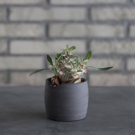 Pachypodium Densicaule (恵比寿大黒) × N/OH (2.5号)  no.314/16