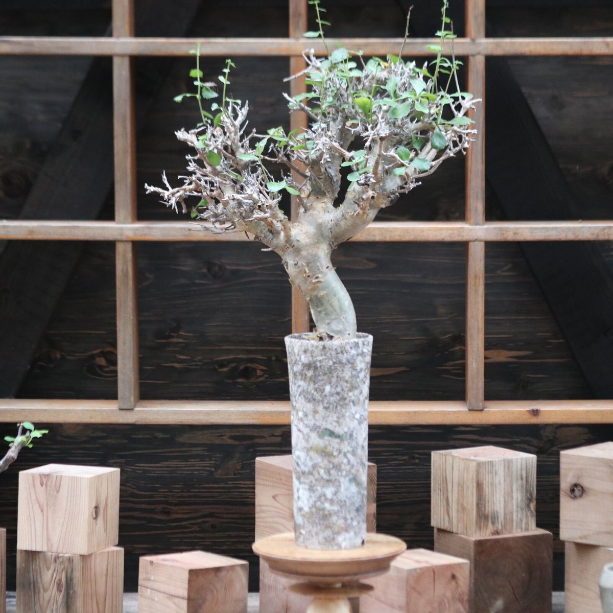 コミフォラ ワイティ／Commiphora wightii no.112045 | 芽の巣山