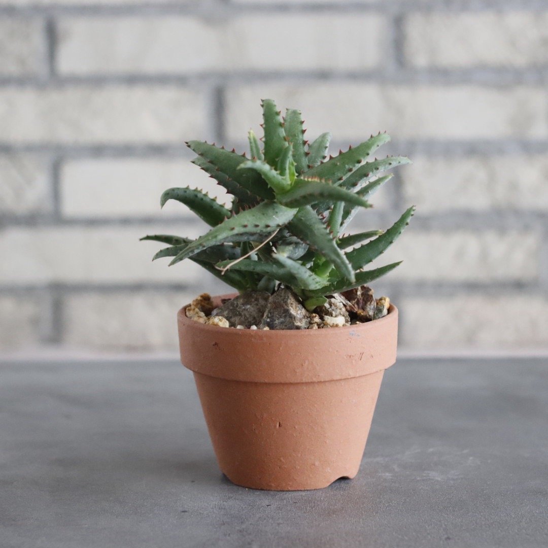Aloe Castilloniae × YAMABACHI (3号) no.628/75 |