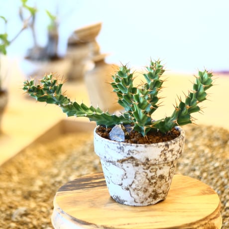 YAMABACHI ver. takero pot  × Euphorbia tortirama  no.102228