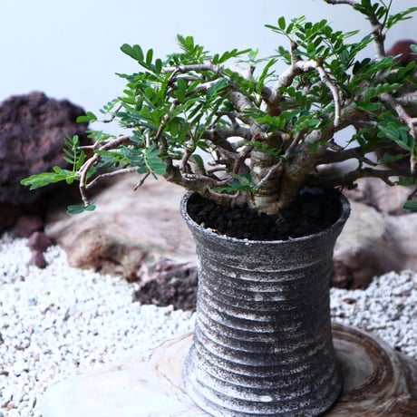 センナ メリディオナリス   Senna meridionalis  no.90104