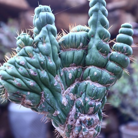 ユーリキニア   カスタネア   スピラリス 綴化  接木   Eulychnia castanea f. 'spiralis'  no.41812