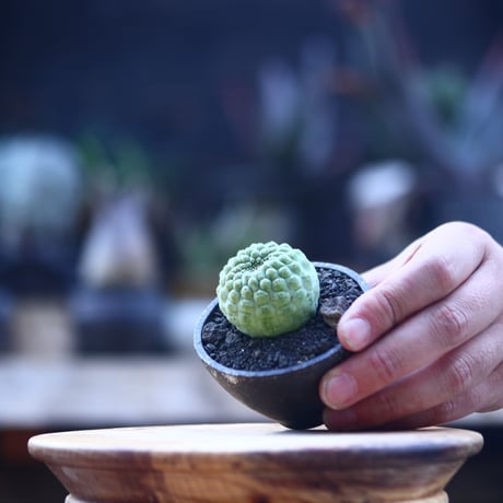 ラリレアキア カクティフォルメ 仏頭玉   Larryleachia cactiformis   no.21437