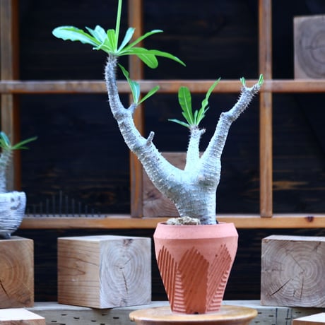 パキポディウム  マカイエンセ／Pachypodium Makayense       no.82920