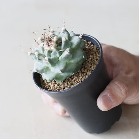 Turbinicarpus alonsoi (2.5号鉢)  no.913/49