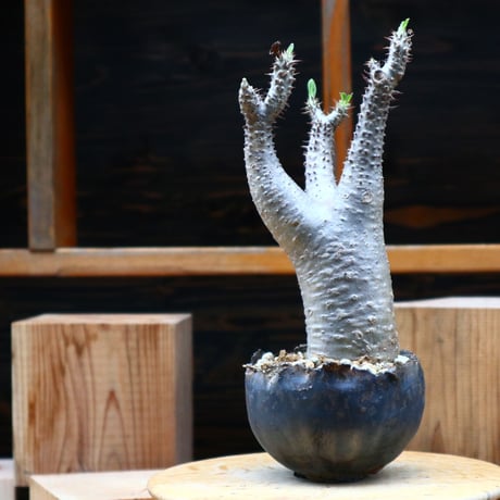 パキポディウム  マカイエンセ／Pachypodium Makayense    no.61942