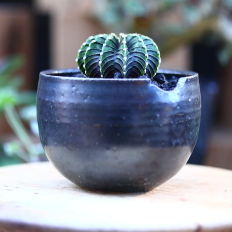 ギムノカリキウム   フィードリッフィーLB2178／Gymnocalycium friedrichii    no.121206