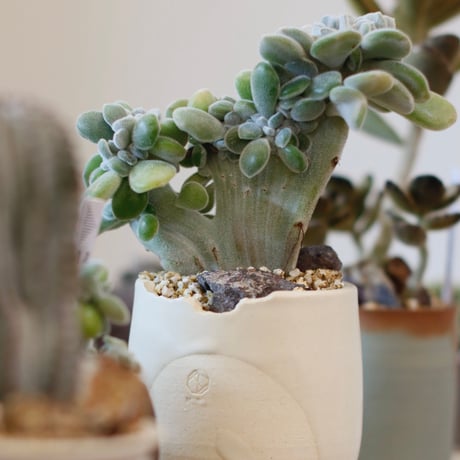 ECHEVERIA PULVINATA FROSTY × N/OH (3号)  no.1214/44