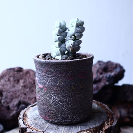 クラッスラ  デセプター稚児姿  Crassula  deceptor    no.22321
