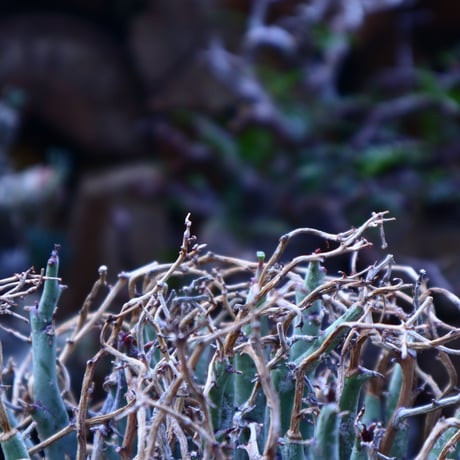 ユーフォルビア リグノーサ   Euphorbia Lignosa    no.42506