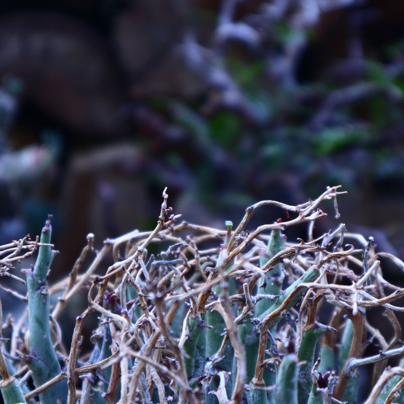 ユーフォルビア リグノーサ Euphorbia Lignosa no.42506 |