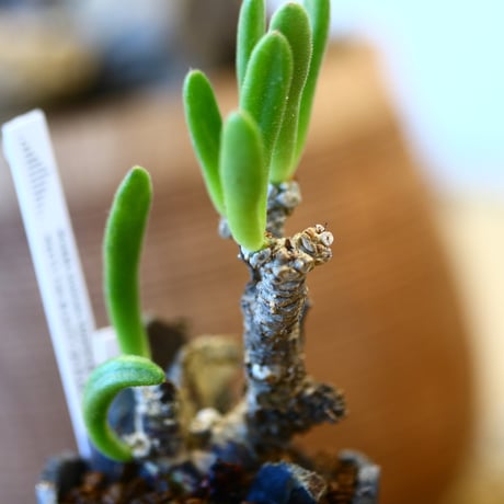 Tylecodon reticulate × N/OH  no.12114