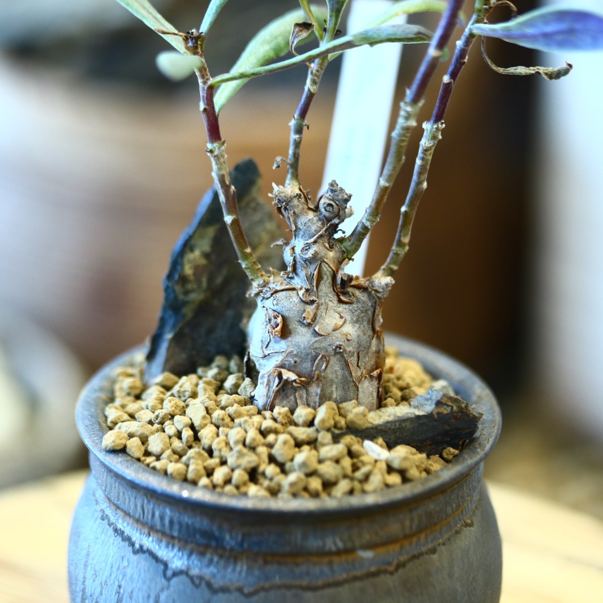 【美品】作家鉢 5点セット（たけろうポット / N/OH / QUTOTEN.） 美品】作家鉢 5点セット（たけろうポット / N/OH / QUTOTEN.） 【公式
