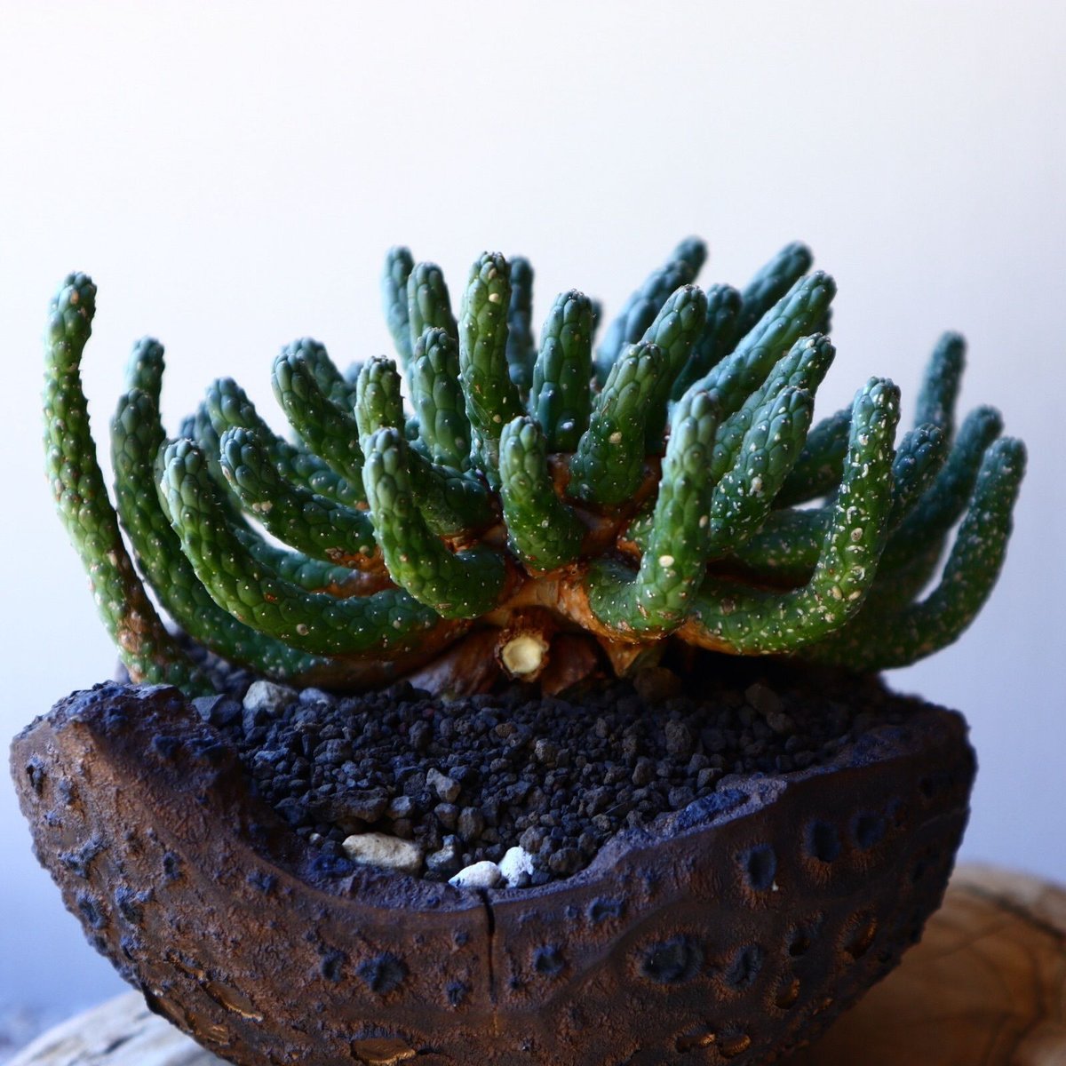 ユーフォルビア エスクレンタ Euphorbia esculenta no.40718 ユーフォルビア エスクレンタ Euphorbia esculenta no.40718