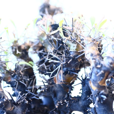 N/OH × Othonna  euphorbioides   no.61858