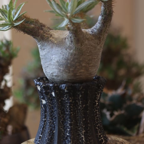 Pachypodium gracilius × soso   no.818118