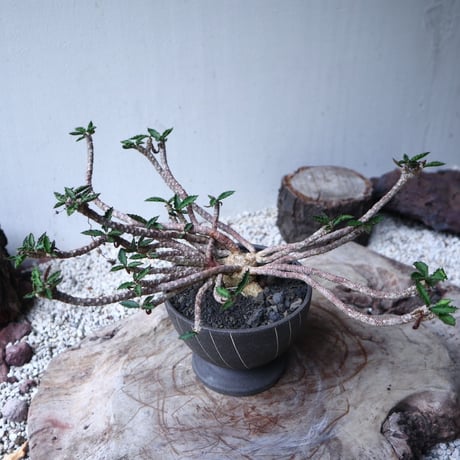 ユーフォルビア デカリー   Euphorbia decaryi   no.112408