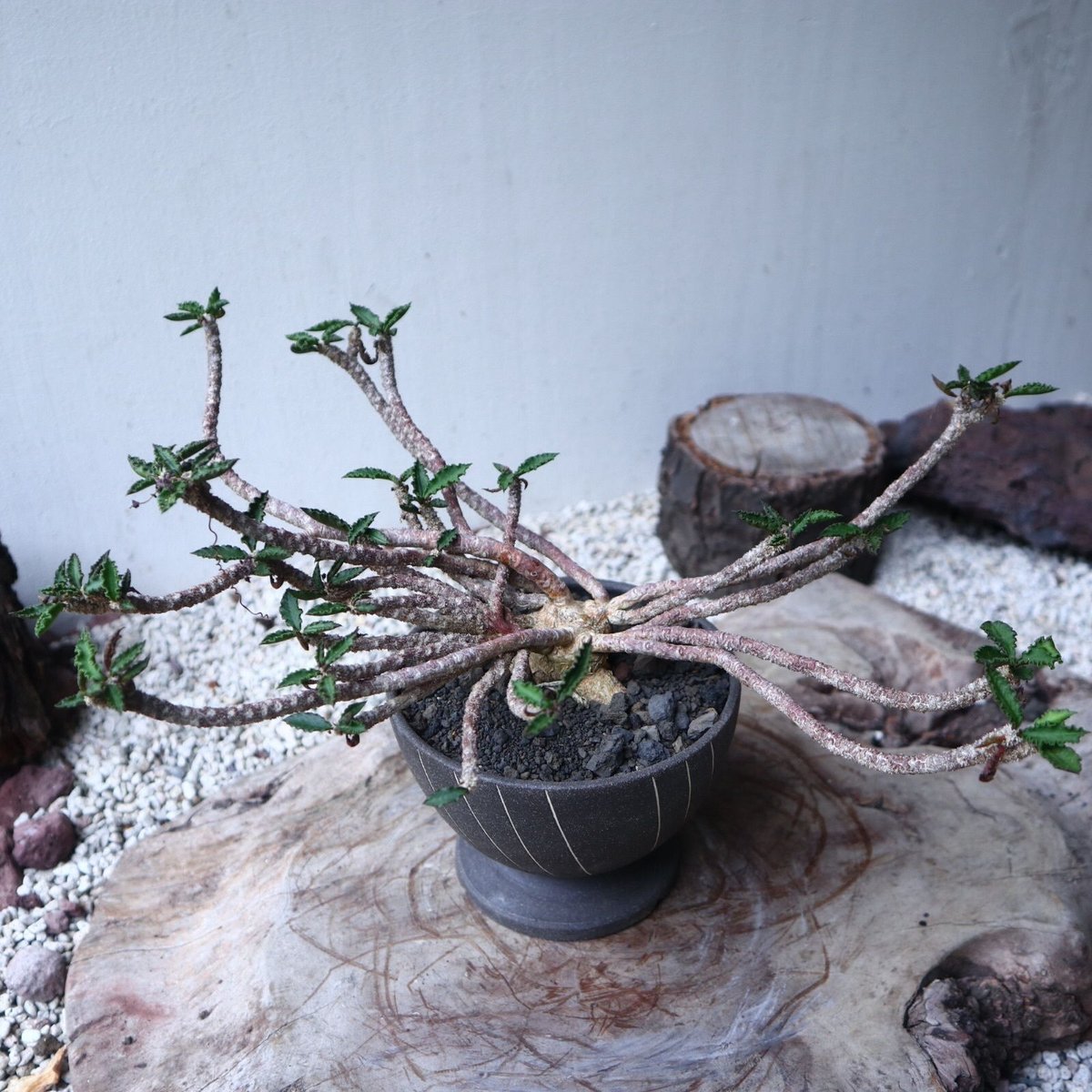 ユーフォルビア デカリー Euphorbia decaryi no.112408 |
