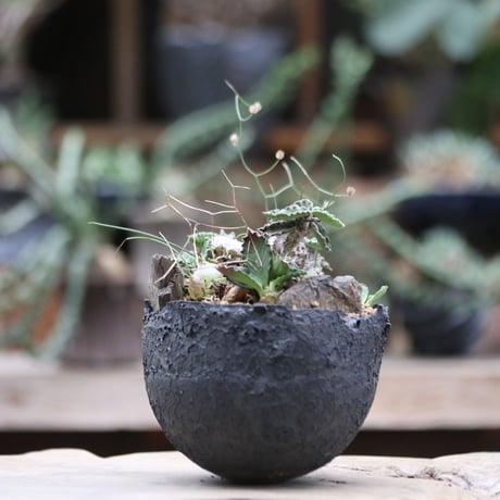 ユーフォルビア デカリー／Euphorbia decaryi  no.100925