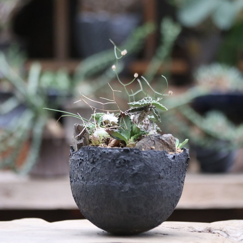 ユーフォルビア デカリー／Euphorbia decaryi no.100925 | 芽の巣山