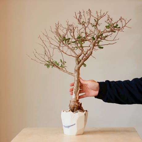 Bursera microphylla × N/OH (4号)  no.125/2