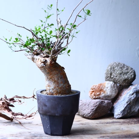 コミフォラ フンベルティ commiphora humbertii   no.92718