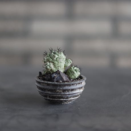 Ortegocactus macdougallii  × takero pot (2.5号)  no.907-51