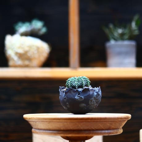 ギムノカリキウム   フィードリッフィーLB2178／Gymnocalycium friedrichii    no.91940