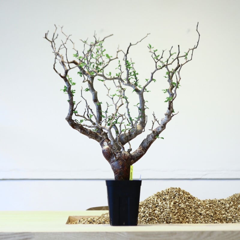 コミフォラ モンストローサ / Commiphora monstrosa no.43002